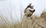 Zajímavá fakta o husky