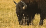 Zajímavá fakta o bizonu