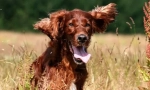 Irský setter