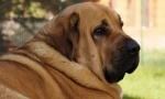 Španělský mastiff