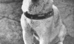 Historie hachiko - nejvíce oddaný ve světě psa (7 fotografií)