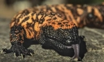 Yadozub arizona