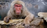 Japonský macak