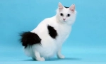 Japonský bobtail