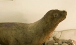 Japonský sea lion