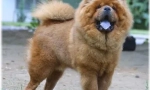 Chow chow jazyk: proč je modrý?