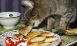 Efektivní metody výuky koček a koček z lasagne