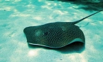 Electric stingray