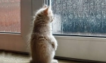 Jak se kočka předpovídá počasí