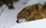 Jak wolves hunt?
