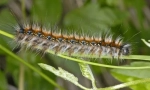 Jak žijí caterpillar caterpants?