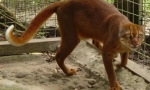 Kalimantanská kočka: vzácné zvíře z ostrova borneo