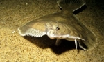 Flounder