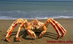 Kamchatsky crab