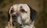 Kangal (foto): výkonný a půvabný přítel člověka