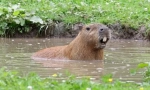 Capybara: hlodavec, jehož pojmenované ryby