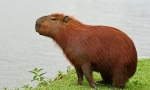 Capibara: údržba údržby doma