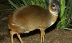 Dwarf antilop