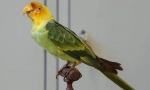 Carolinský parrot