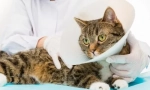 Kastrace a sterilizace: kompetentní pooperační péče o kočku nebo kočka