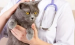 Casta cat