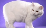 Kimric (Wales Cat): Popis plemene, charakteru, tipy na údržbu a péči, fotografie