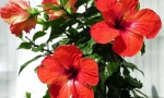 Čínská růže (hibiscus)