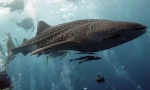 Žraloky velryby - největších světových ryb (15 fotek)