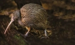 Kiwi jih