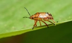 Blugs predators a slapy parazitů
