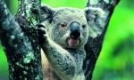 Koala: letní medvěd z austrálie (zvířecí fotografie) \ t