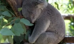 Koala: australský lazy bear (16 fotek)