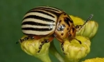 Colorado beetle a jeho larvy: popis a poškození
