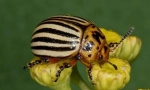 Mandelinka
