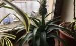 Pokoj ananas
