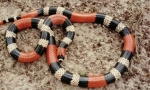 Coral snake