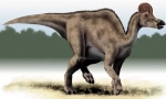 Corofosavr