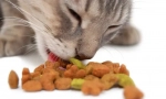 Purina pro plan cat feed: vysoce kvalitní domácí zvířata pro domácí zvíře