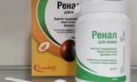 Feed aditive renální edvande: účinná pomoc při selhání ledvin u koček