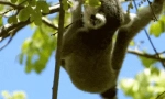Kočkovité lemur - nejvýkonnější primát