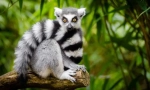 Kočkovitý lemur