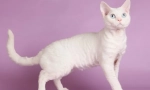 Cat devon-rex (foto): hravidelný mazlíček a opravdový přítel