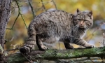 Cat forest caucasian