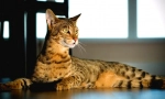 Savannah cat (foto): punning a jemný gepard
