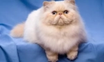 Cats-brakhicephali - specifikace plemen a vlastností obsahu