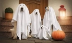 Kostým pro psa na halloween udělejte to sami - nápady na fotografii