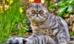 Cat eczot (foto): hračka kočka s tlustou vlnou