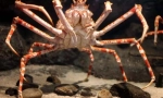 Crab spider