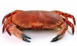 Krab