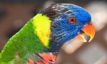 Krásné a inteligentní papoušci